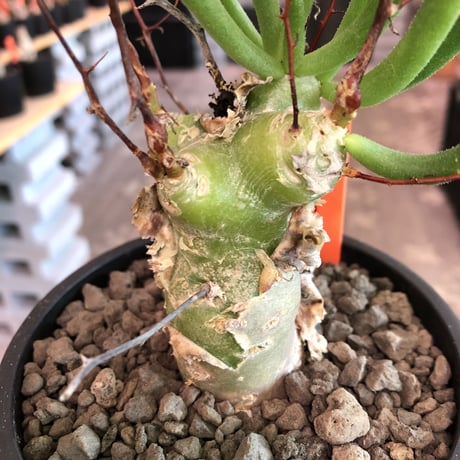 tylecodon  reticulatus《M size》※現地球発根済株※店主国内管理3年株※棘も多く残っており幹太めな昨今輸入厳しい希少種‼︎impact絶大‼︎※mad black pot植え