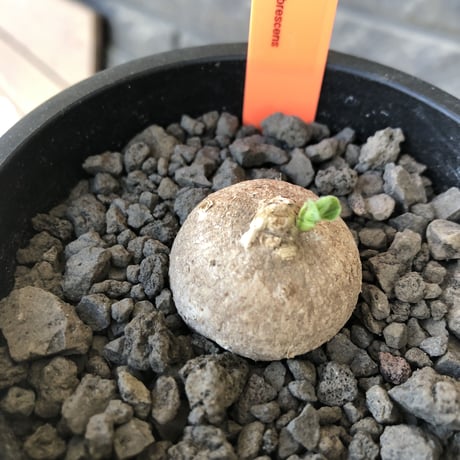 pentagonanthus grandiflorus ssp.glabrescens《S size 》※現地球発根後店主国内管理2年株※激希少種‼︎可愛すぎるサイズ※mad black pot植え