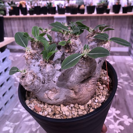 packypodium    roslatum var. eburneum（L size） ※現地球   発根済み株