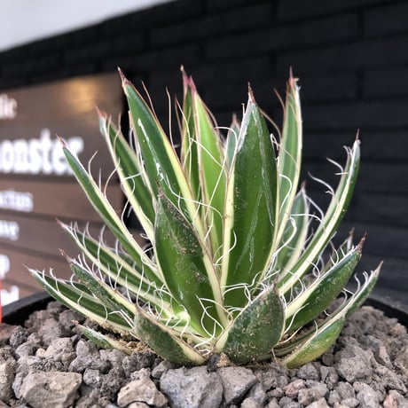 agave filifera ssp.schidigera班入り《M size》※現地球発根後店主国内管理2年株※大変美しくそして締まり良き一株‼︎※mad black bowl pot植え