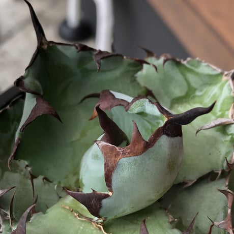 agave titanota black&blue 強棘《M size》選抜株※現地球株発根済※極めて纏まり締まり良き厳つさが堪らないワイルド株※mad black pot植え