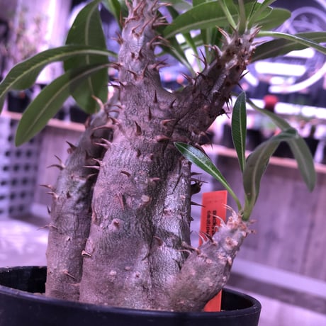 packypodium    cactipes《S size》triple-he'd  三分頭‼︎ 発根済み株