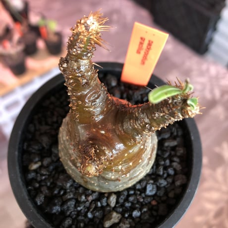 pachypodium gracilius《S size》A面赤肌株※現地球発根済株※店主国内管理2年株※balance良き小振の赤肌グラキ‼︎※mad black pot植え