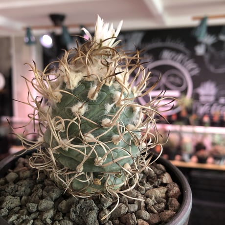 turbinicarpus 牙城丸《大きめL size》※現地球発根後店主国内管理18年株※希少‼︎長年育てたbig牙城丸‼︎藁の様な棘に美しい白花※mad black bowl pot植え