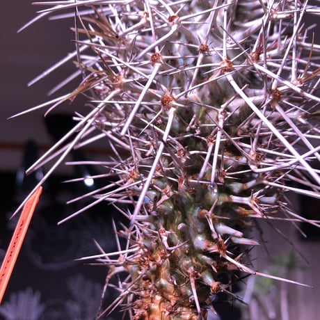 didierea  madagascariensis《M size》Ｗ-he'd株（二分頭）※激希少株※シルバーの棘に覆われたイカした奴　※mad  black  pot植え