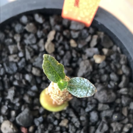 希少‼︎ dorstenia   gigas《大きめS size》littmon  seed🌱（実生株）※今季成長&枝振りに期待できる将来有望人気者ギガス※mad black pot植え