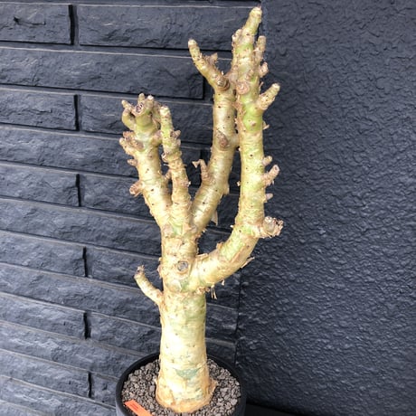 tylecodon  paniculatus《L L size》店主国内管理7年株※唯一無二な極太パニク※激希少big株幅‼︎チレコ最大種の大変オススメ株※mad black bowl pot植え