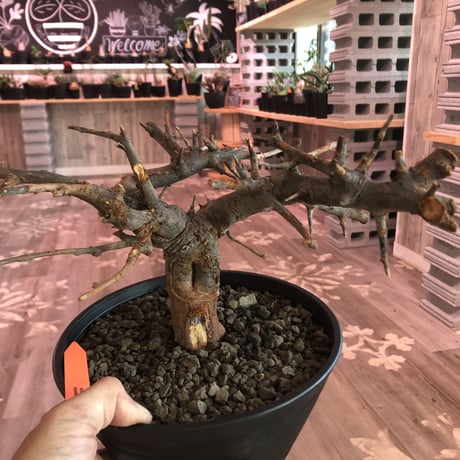 boswellia  neglecta《M size》発根済み株    浅鉢植え　大変渋さを主張したlow仕立て‼︎