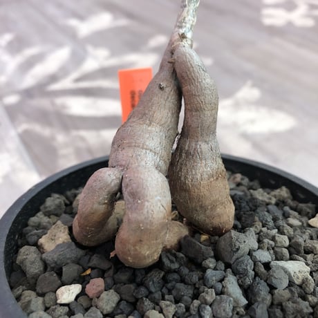opercullicarya   decaryi  littmon  seed🌱  《4年株》mad  black  pot植え （限定3株）
