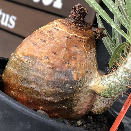 pachypodium gracilius《大きめM size》※現地球株発根済※成長点潰れ&ワイルド現地焼け肌‼︎子孫繁栄意識高く胴吹き枝の装いが堪らない良樹形※mad black pot植え