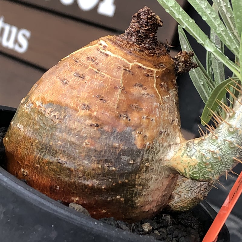 pachypodium gracilius《大きめM size》※現地球株発根済※成長点 pachypodium gracilius《大きめM size》※現地球株発根済※成長点