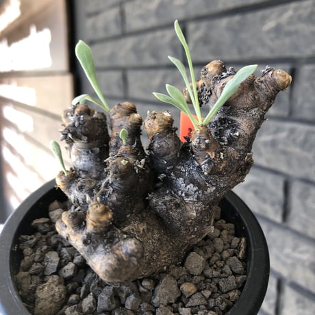 othonna  euphorbioides《大きめM size》※現地球発根後店主国内管理3年株※低重心weight低くボコボコ立体枝振り&極太株元も堪らない※mad black pot植え