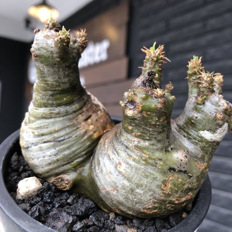 pachypodium gracilius《大きめS size》希少green肌&まん丸W-he'd株※現地球発根後店主国内管理3年株※愛くるしい球体&B面現地焼け※mad black pot植え