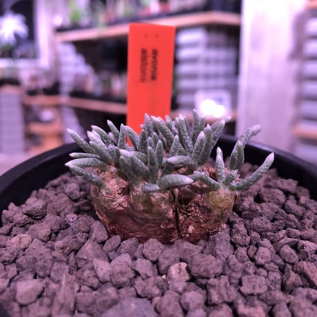avonia   alstoni 《M size》※愛くるしくて愛くるしくて堪らない冬の人気者‼︎※ mad black pot植え　※限定６株