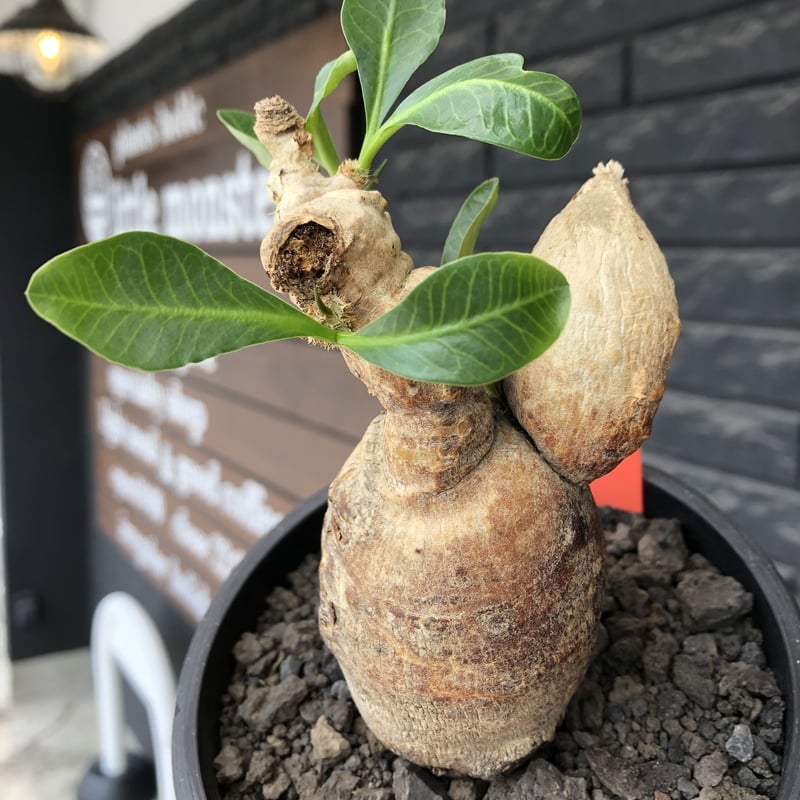 euphorbia subapoda《LL size》※現地球株発根済※中々見かけない 