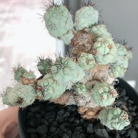 ortegocactus   macdougallii