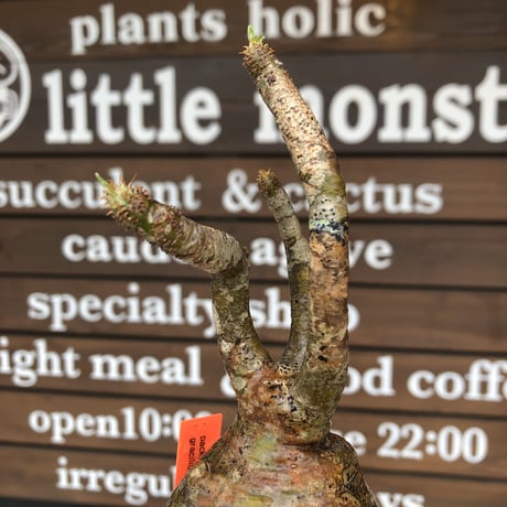 packypodium  gracilius《M size》激丸球体株※現地球発根済株※店主国内管理4年株※極めて全面球体株のバランス美株‼︎一本ある捻くれ枝が堪らない※mad black pot植え