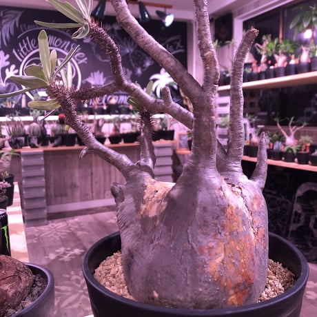packypodium  gracilius《L L size》※現地球発根済み株‼︎ ※wildな現地焼けのある表皮に枝振りbalance良きグラキ※令和二年記念‼︎リトモン驚愕株🤩No.①
