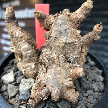 euphorbia itremensis《M size》※現地球株発根済③※極めて良き枝振りを持つ樹形バランスも出来すぎなイトレ※black pot植え