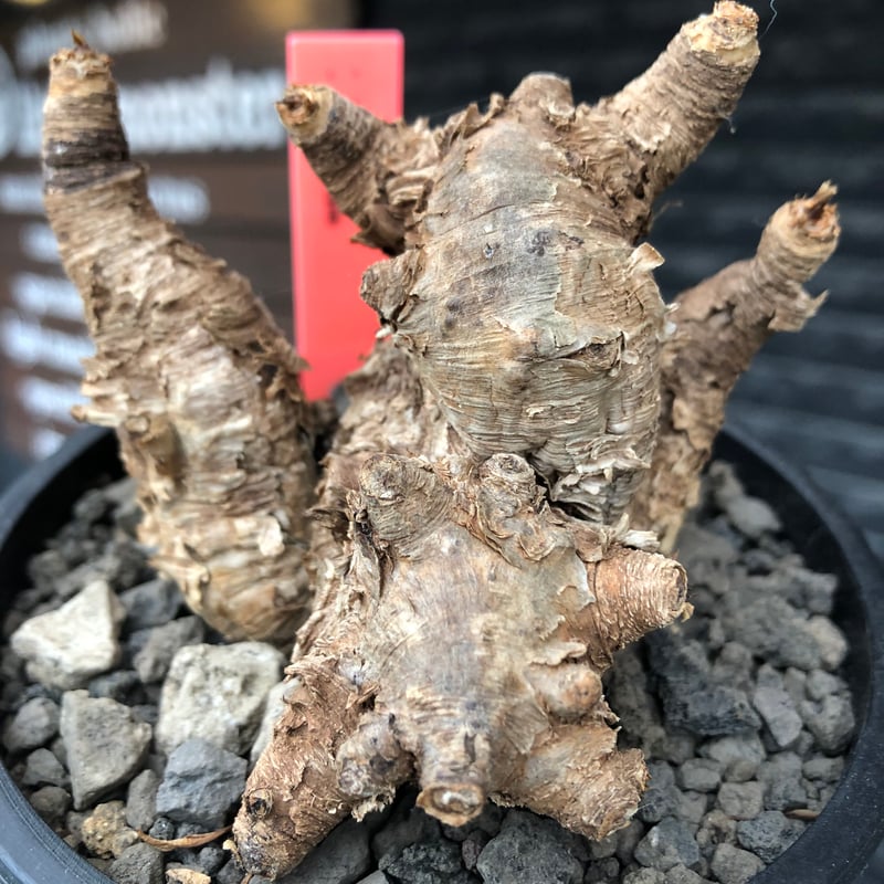 euphorbia itremensis《M size》※現地球株発根済③※極めて良き枝振りを