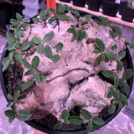 packypodium  brevicaule  恵比寿笑い《L L   size》※大変bigな良質な笑い‼︎　※浅鉢植え