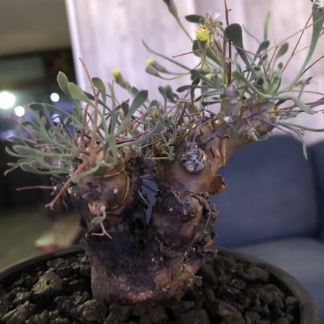 othonna   euphorbioides《M size》black肌‼︎ ※weightが下にあることで、将来性高き一株‼︎  ※mad black bowl pot植え