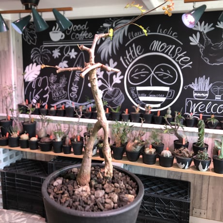 operculicarya decaryi  littmon seed🌱 《3年株》※成長早く感じ育てられる上、幹上がり仕立てのインテリア性高き一株※mad  black  pot植え