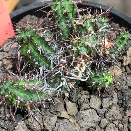 euphorbia golisana《M size》※現地球株発根済※木質化した極太主頭から伸びる良枝振りとコントラストが美しく厳つい棘々しさも堪らない‼︎※black bowl pot植え