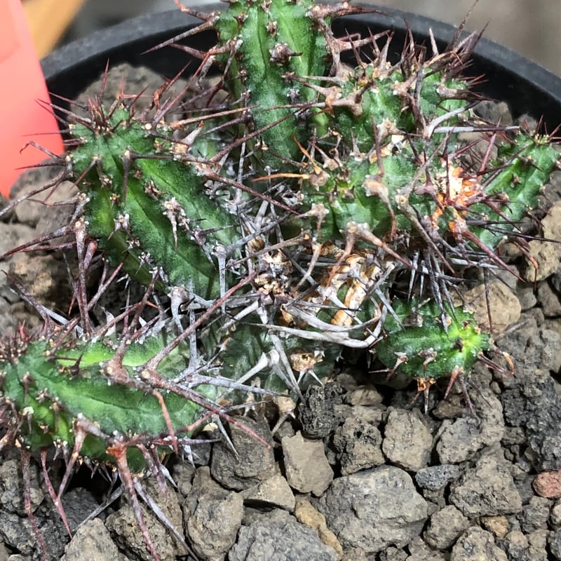 euphorbia golisana《M size》※現地球株発根済※木質化した極太主頭から