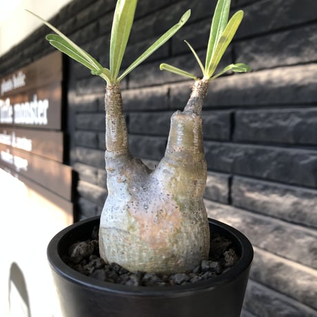 pachypodium gracilius《大きめS size》※現地球発根後店主国内管理2年株※霜降り柄のぼってり株元なバランス良き選抜株※mad black pot植え
