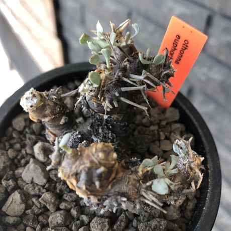 othonna  euphorbioides《M size》※現地球発根後店主国内管理3年株※compactに纏まり良き低重心weight低き選抜株‼︎※mad black pot植え