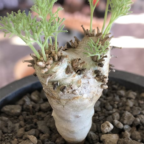 sarcocaulon peniculinum《大きめS size》激希少種※現地球発根後店主国内管理5年株※堪らないほど極白の美しい一株※mad black pot植え