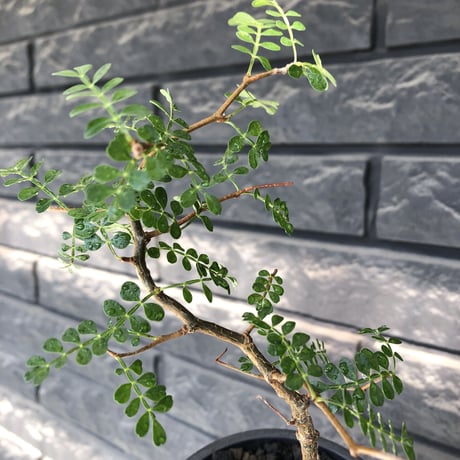 operculicarya pachypus littmon  seed🌱 《7年株》幹も太く‼︎ボコボコも強く出た立体良樹形balanceなパキプス※mad black pot植え