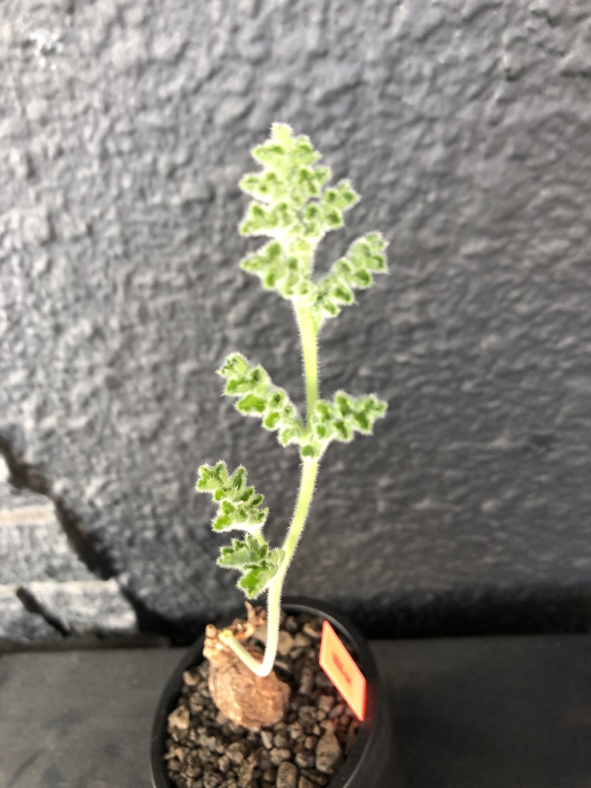 pelargonium triste《M size》※冬型の人気者‼︎トリステ‼︎元気に葉を