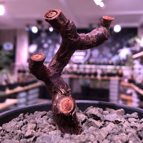 pelargonium  mirabile《M size》※今後輸入が厳しいアフリカ物‼︎誰もが愛おしく堪らないと感じる冬型の人気者※mad black bowl pot植えNo.⑤