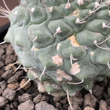strombocactus 白棘菊水《大きめL size》※激希少‼︎現地球株カキ仔自根大株（自根歴16年）※カキ仔株の為、良きDNAを受け継ぐbig白棘菊水※mad black pot植え