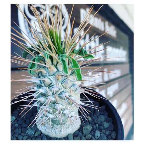 希少】パキポディウムナマクアナム 光堂 塊根植物 多肉 コーデックス