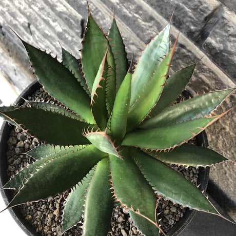 agave horrida《L L size》※現地球発根後店主国内管理3年株※締まり&樹形balance良きbigなホリダ※プラ浅鉢植え