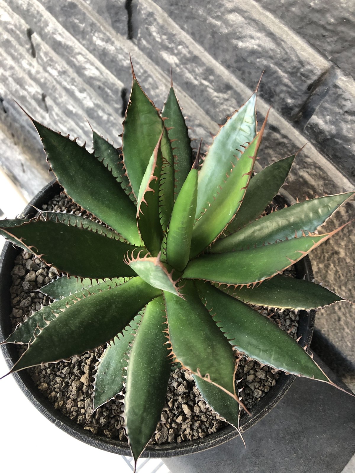 agave horrida《L L size》※現地球発根後店主国内管理3年株