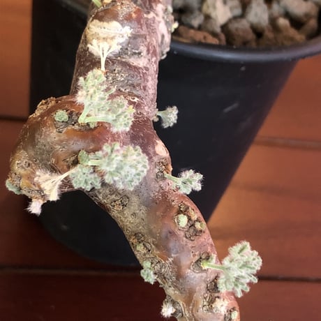 sarcocaulon   multifidum  《size  L》