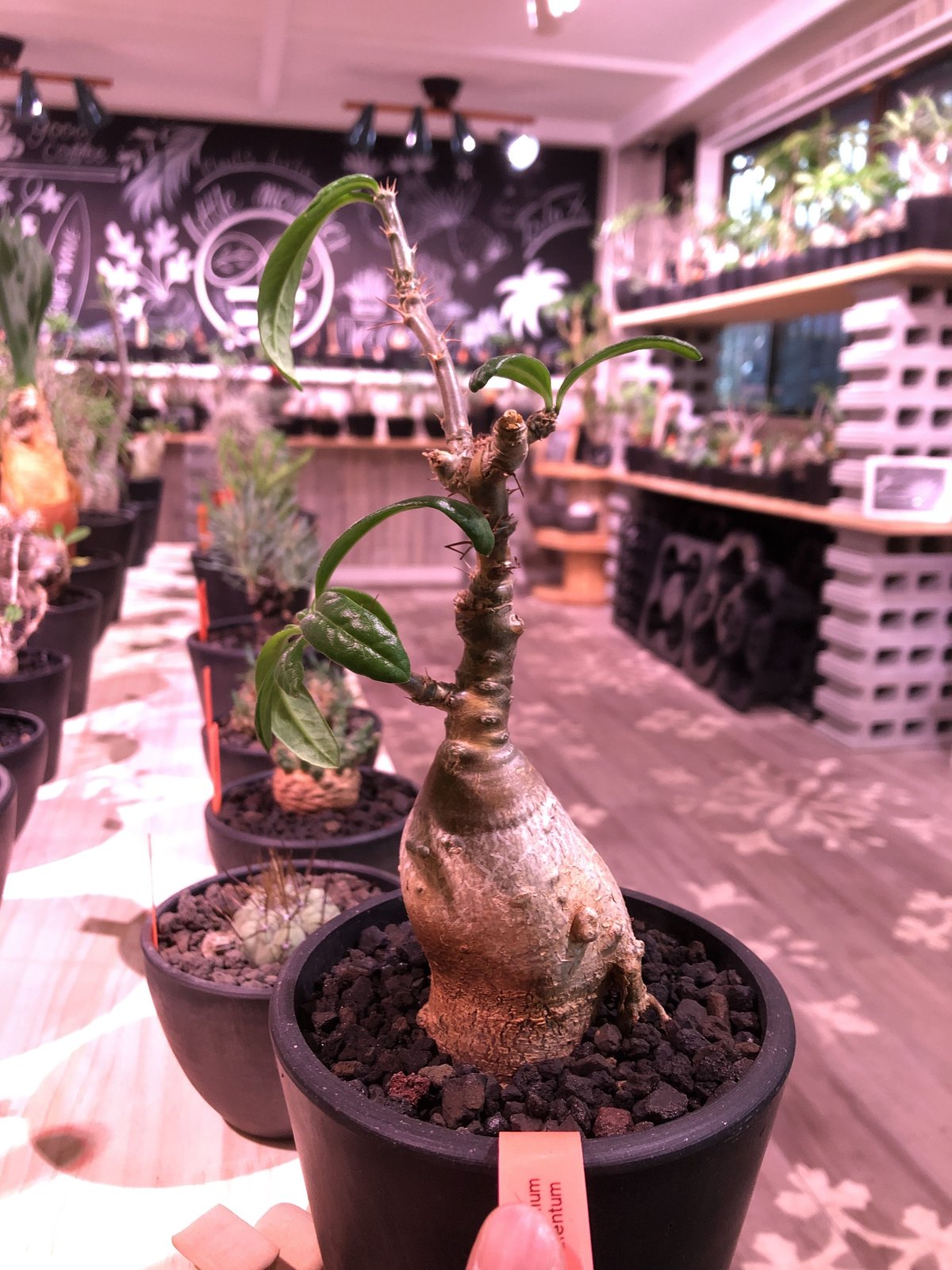 packypodium succulentum《大きめS size》現地球発根済株‼︎※既に