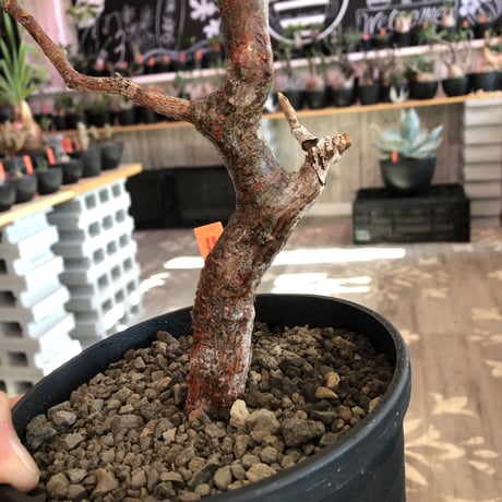 commiphora   monstrosa《 M  size》※現地球発根済株※店主国内管理3年株※weight低く幹も太めな枝振りバランス良きモンスト‼︎※black tall pot植え