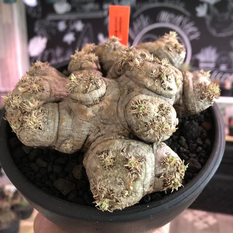 packypodium  brevicaule  恵比寿笑い《大きめM size》※現地球発根済株※個体差として荒い肌質のwild恵比寿‼︎良いsize感※mad black bowl pot植え