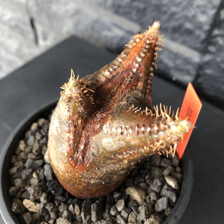 packypodium  cactipes《 小さめM size》※現地球発根済株※カクチらしい赤み強きぼってり樹形&頭頂部の味ある切れ目傷跡カクチ‼︎※mad black bowl pot植え