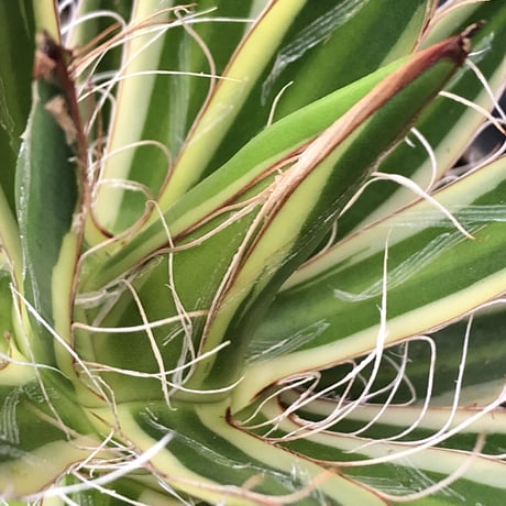 agave filifera ssp.schidigera班入り《大きめM size》※現地球発根後店主国内管理2年株※ボリューム感&美しさ&締まり良き一株※mad black bowl pot植え
