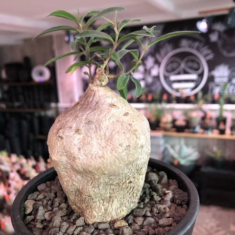raphionacme zeyheri《M size》希少種※現地球発根済株※店主国内管理5年株※希少性も高く、ぼってり樹形且つ白肌が美しい存在感も抜群な一株※mad black pot植え