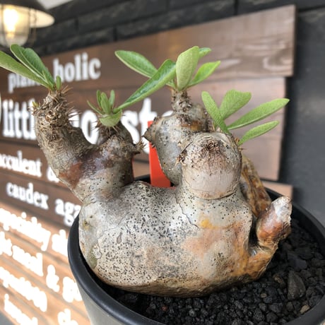 pachypodium brevicalyx《L size》※現地球発根後店主国内管理5年株※美術的interior性高きゴツゴツ肉々しい装いの低重心株※mad black pot植え