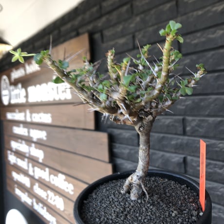 sarcocaulon  vanderietiae《小さめL size》※現地球発根後店主国内管理3年株※希少夏型種‼︎balance良樹形な幹上がり仕立て※mad black bowl pot植え