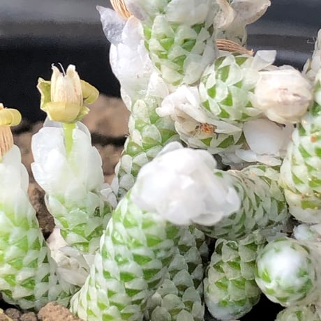 avonia recurvata ssp.buderiana《M size》希少種‼︎※現地球株発根済※肉厚で鱗の様な綺麗模様に白花を咲かせるかわいく太め塊根な一株※black pot植え