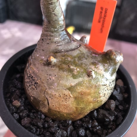 packypodium  gracilius《小さめM size》※希少ニ頭枝※現地球発根済株※店主国内管理2年株※まん丸ながら偏平樹形のかわいい一株‼︎※mad black pot植え